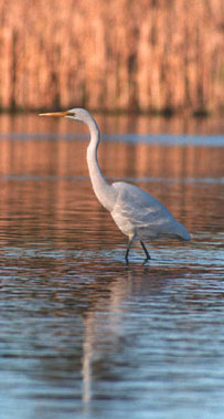 Egret  photographed at Homebush Bay - Site for the 2000 Olympics (Bryan  Hall). To get HOME CLICK THE EGRET THUMBNAIL ON ANY  au.riversinfo.org PAGE