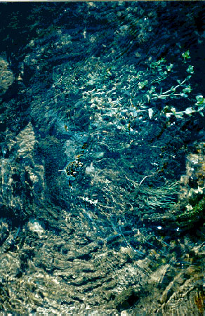 Figure 5.11 Examples of macrophyte types: submerged (top), emergent (middle) and floating (bottom)