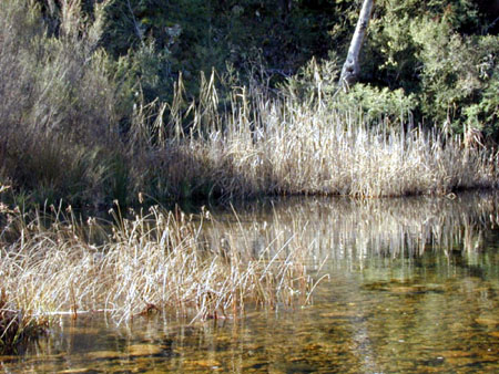 Figure 5.11 Examples of macrophyte types: submerged (top), emergent (middle) and floating (bottom)
