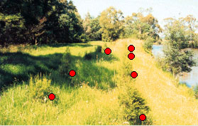 Figure 5.15. a Examples of regeneration of indigenous woody vegetation for category abundant and healthy