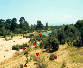 Examples of regeneration of indigenous woody vegetation for category Present
