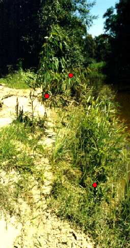 Examples of regeneration of indigenous woody vegetation for category Present