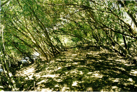 Figure 5.15. b Examples of regeneration of indigenous woody vegetation for category: Very Limited Restoration