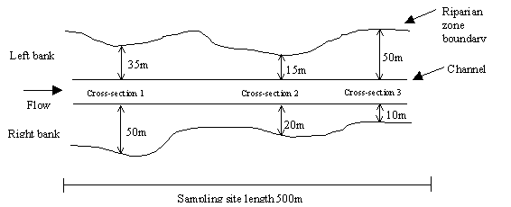 Figure 5.16 Example calculation of riparian zone width at a sampling site with three cross-sections.