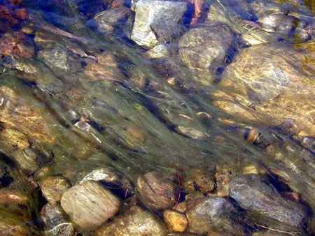 Figure 5.18 Filamentous algae.