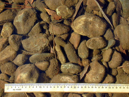 Figure 5.19 Periphyton cover