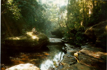 Bushwalking in Glenbrook Creek - Lower Blue Mountains - NSW (Bryan Hall)